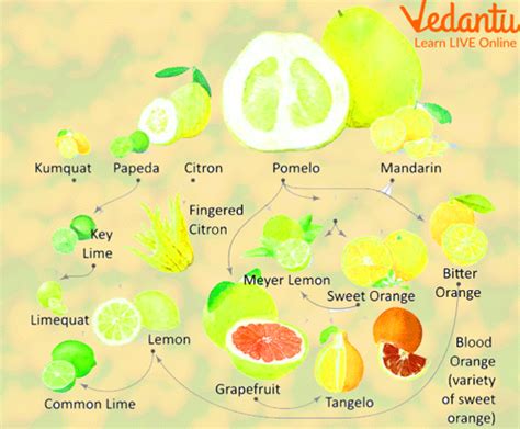 Citrus Fruits Names: A List of Popular Citrus Fruits and Their Benefits