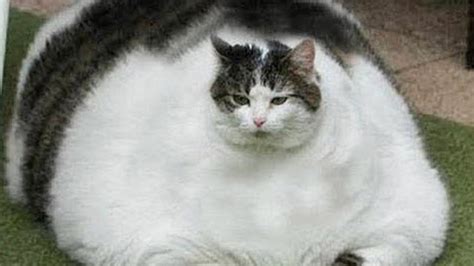 Funny Pics Of Fat Cats - Cat Mania