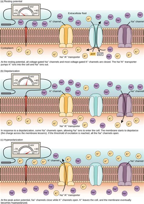 Resting Membrane Potential | Biology for Majors II