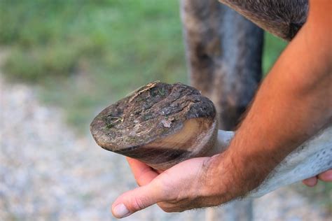 Happy Feet equals Happy Horse - Springhill Equine Veterinary Clinic