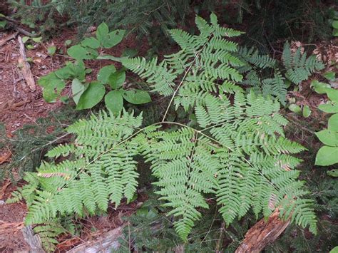 Bracken Fern | College of Agriculture, Forestry and Life Sciences ...