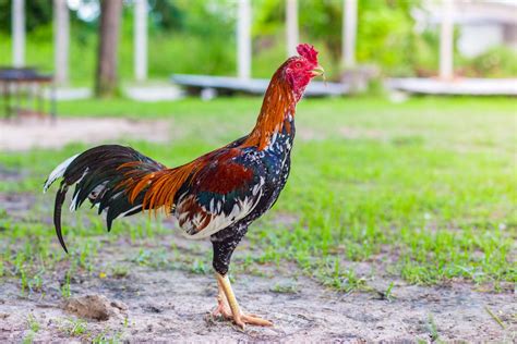 4 Pakan Ternak Ayam Bangkok Aduan Paling Bagus