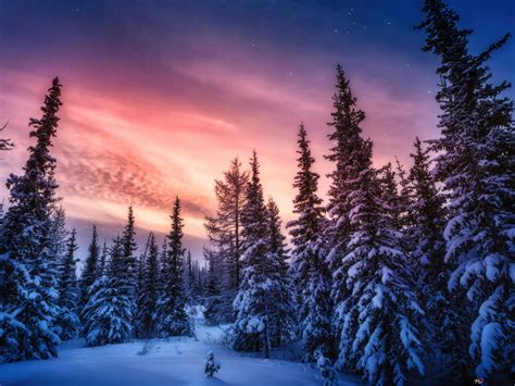 Forest Winter Desktop Wallpapers - Wallpaper Cave