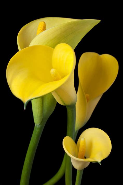 Summer Flower: Calla Lilies