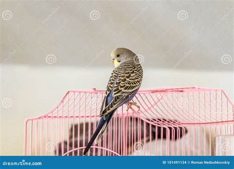 Budgie is Sitting on a Pink Cage Stock Photo - Image of cage, australian: 101491134