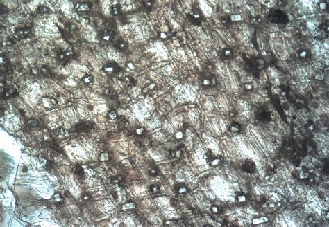 File:Prismatic crystals in onion scale.jpg - Wikipedia