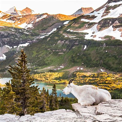 Where to See Wildlife in Glacier National Park | Glacier national park wildlife, Glacier ...