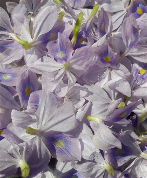 Eichhornia, Commonly Called Water Hyacinths, Was a Polyphyletic Genus ...