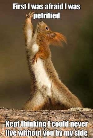 Squirrel Dance… Friday Funny - With Our Best - Denver Lifestyle Blog