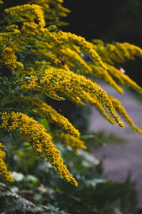 9 Different Types of Goldenrods to Grow in the Landscape