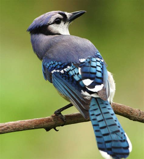 blue jay | Blue jay bird, Blue jay, Beautiful birds
