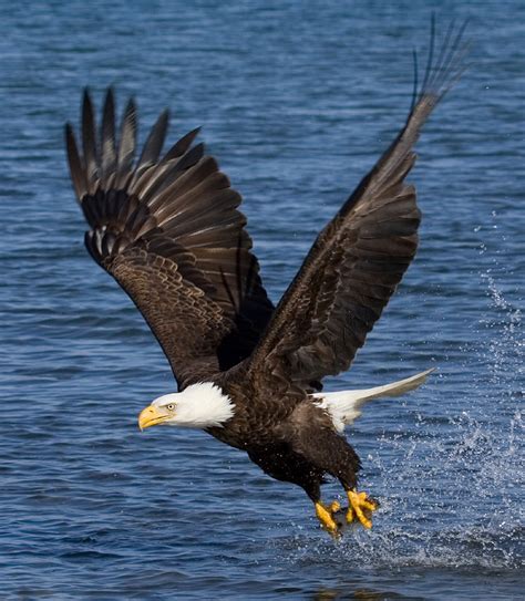 Eagle Etiquette - Delaware Highlands Conservancy