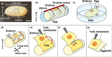 Efficient harvesting methods for early‐stage snake and turtle embryos ...