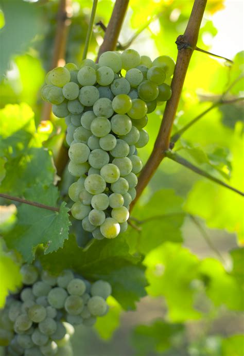 Grape Vine Diseases | Daltons