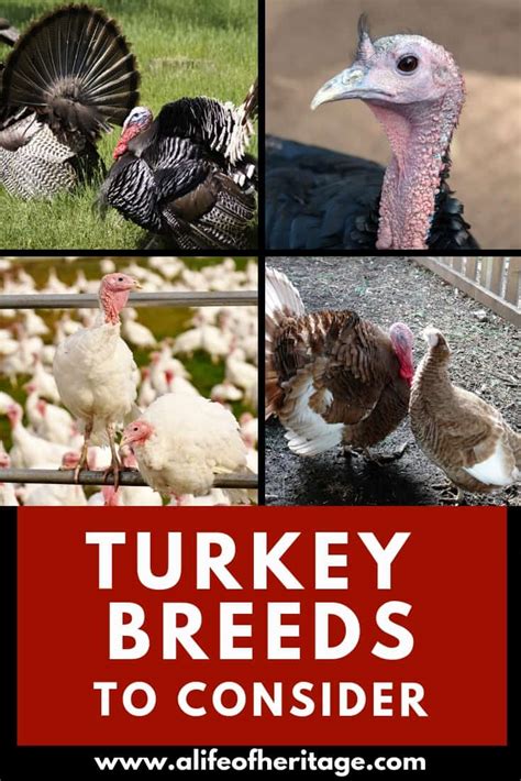 11 11 Turkey Breeds You NEED to Know About if You Plan to Raise Turkeys ...