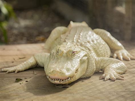 How Albino Alligators Thrive in Colder Weather | Experience Kissimmee