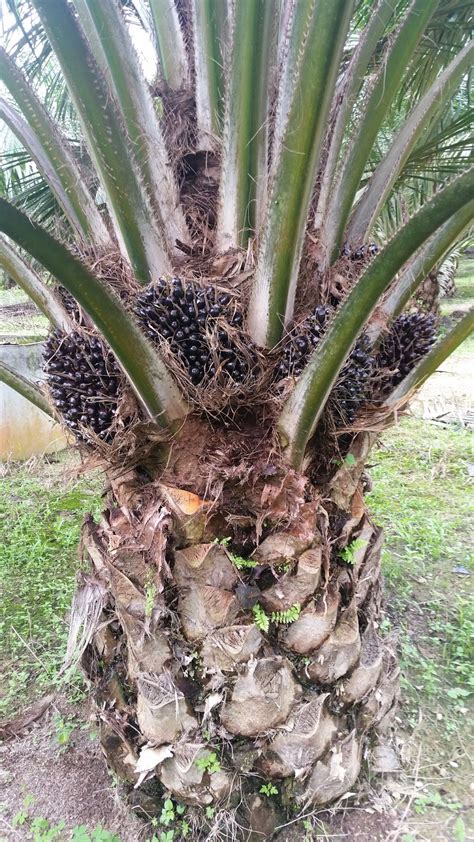 Warisan Petani: Kebun Kelapa Sawit 1.