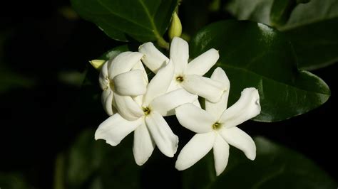 Discover the National Flower of the Philippines: The Sampaguita - AZ Animals