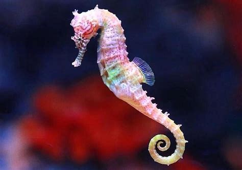 Facts about Seahorse habitat, species, size & reproduction