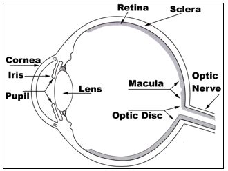 Fundus Imaging – The Royal Victorian Eye and Ear Hospital