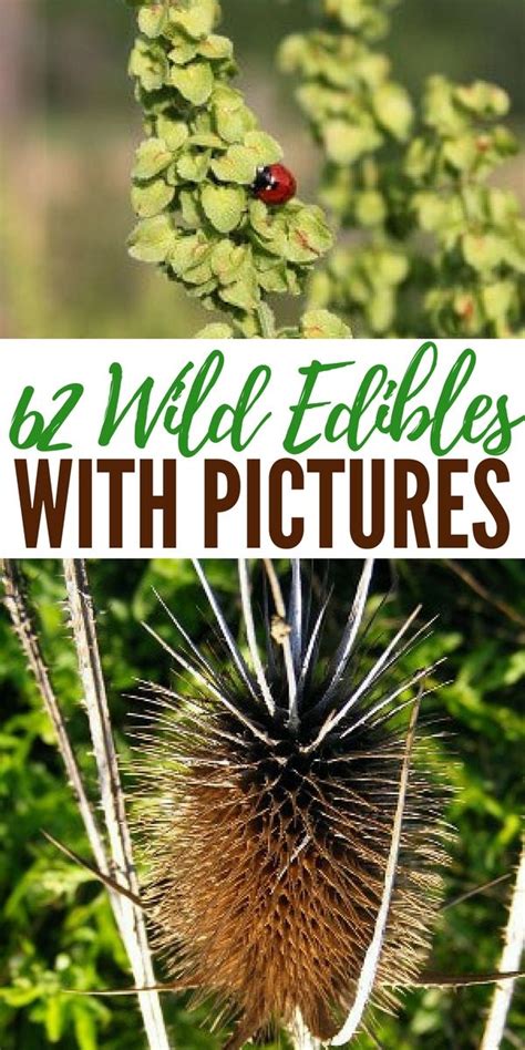 62 Wild Edibles with Pictures | SHTFPreparedness | Wild edibles, Edible ...