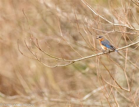 Bluebird Trail – How Houston Audubon & Houston Botanic Garden partnered up to protect Eastern ...