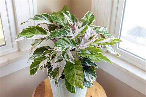 Calathea White Fusion: Plant Care & Growing Guide