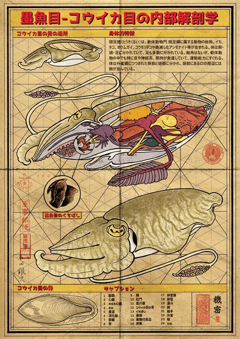 Cuttlefish Anatomy Poster :: Behance