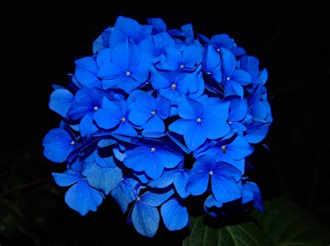 Free photo: Blue Flowers - Blue, Bright, Color - Free Download - Jooinn