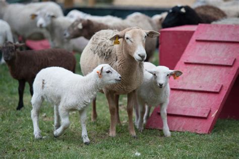 Sheep and Goat Breeding Protocols | N.C. Cooperative Extension