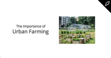 The Importance of Urban Farming