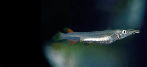 Halfbeak Behaviour Shoaling Habitat Size Water PH Feeding and Tankmates - Fish profile - Halfbeak