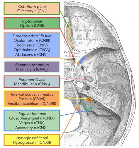 Cranial Foramina - Foramen Ovale - Skull - TeachMeAnatomy