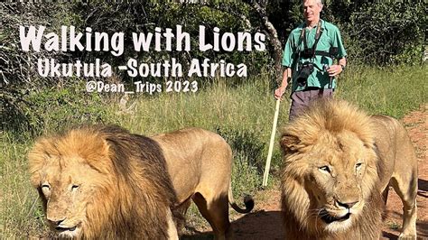 Ukutula South Africa Walking with Lions - YouTube