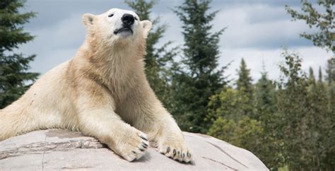 FYI: The world's largest polar bear habitat is in Ontario (PHOTOS) | Daily Hive Toronto