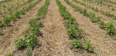 Paddy straw mulching... - Brindavanam organic farming school