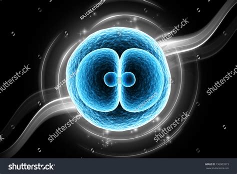 Digital Illustration Of Zygote Cell Division In Colour Background - 196903973 : Shutterstock