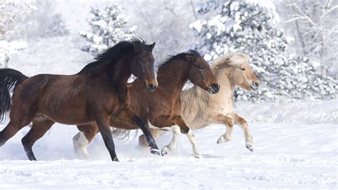 Horses enjoying a beautiful winter day wallpaper - Animal wallpapers - #52253