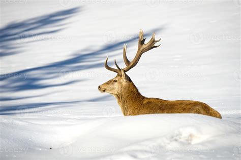 Deer portrait on the snow and forest background 12221660 Stock Photo at ...