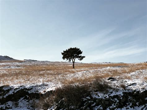 Lone Tree Photos, Download The BEST Free Lone Tree Stock Photos & HD Images