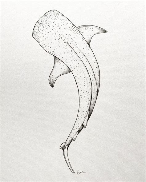 Pin by Alyssa Altnau on Piercings & Tattoos | Shark tattoos, Shark drawing, Whale shark tattoo