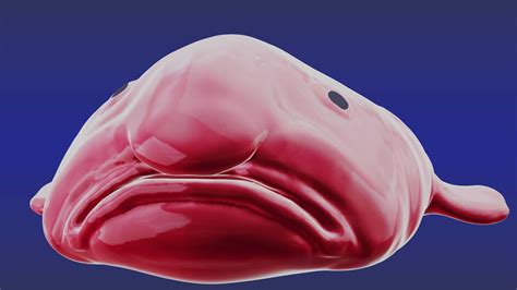 Desktop Blobfish Wallpaper | WhatsPaper