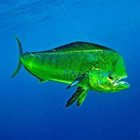 The GT | Ocean fishing, Beautiful sea creatures, Ocean animals