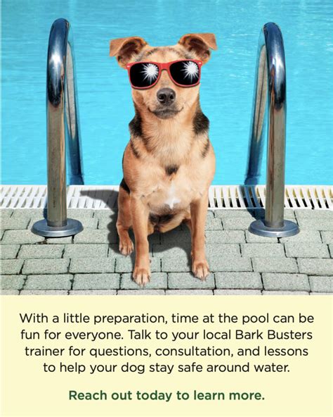 Pool Safety for Dogs - Home Dog Training Fort Myers