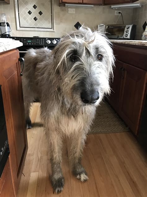 Our Irish Wolfhound turns 6 this year. She's as tall as the counters in ...