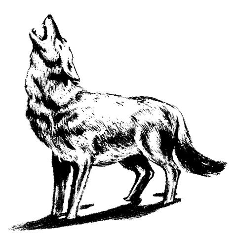 Wolf Howling Clipart | Free download on ClipArtMag