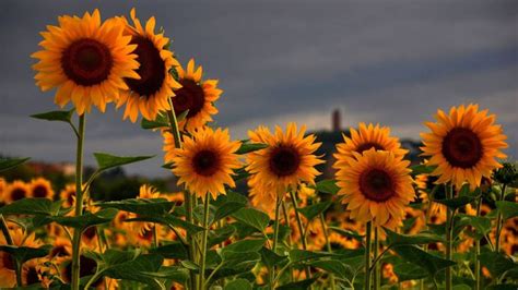 Download Sunflower Wallpaper | Sunflower wallpaper, Flower desktop wallpaper, Sunflower fields