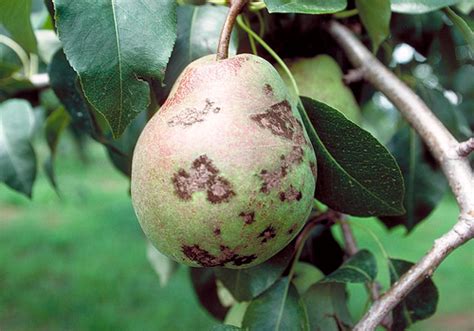 Pear scab or black spot - Barmac Pty Ltd