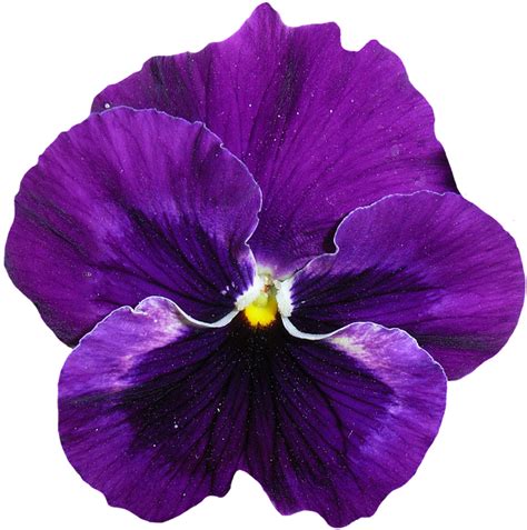 Free photo: Pansy, Blue, Purple, Blossom, Bloom - Free Image on Pixabay - 1385946