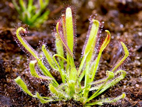 Sundew | plant | Britannica.com